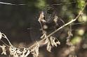 Araneus_ZZXYX_D8316_Z_89_Les Gris_Frankrijk